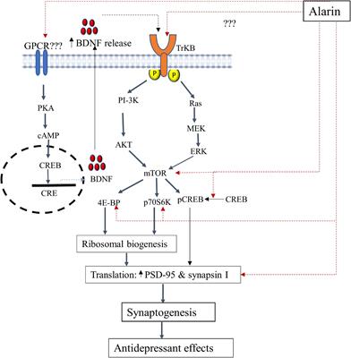 Regulatory effects and potential therapeutic implications of alarin in depression, and arguments on its receptor